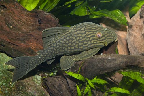 Reticulated Hillstream Loach