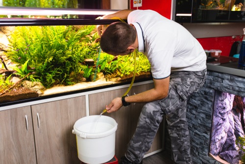 Tank maintenance of black angelfish 