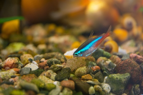 Neon tetras are dying