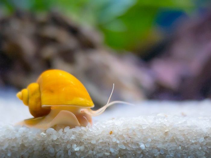 Mystery Snails