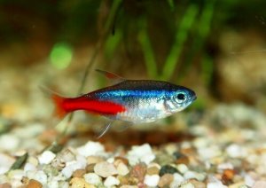 Read more about the article 7 Reasons Why My Neon Tetras Are Dying<span class="wtr-time-wrap after-title"><span class="wtr-time-number">5</span> min read</span>