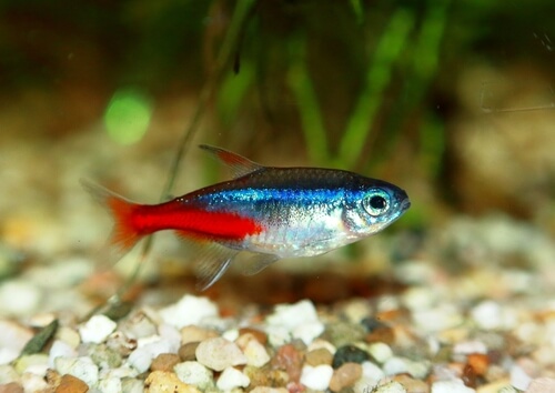 Do neon tetras die easily