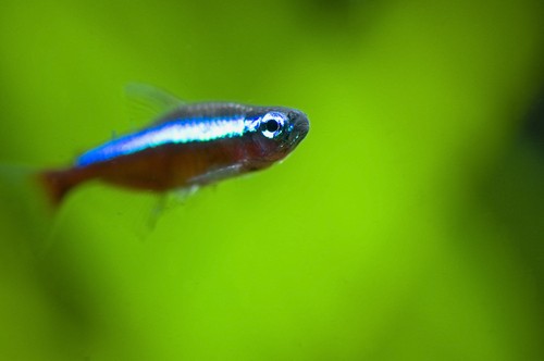 Other toxins for the tetras