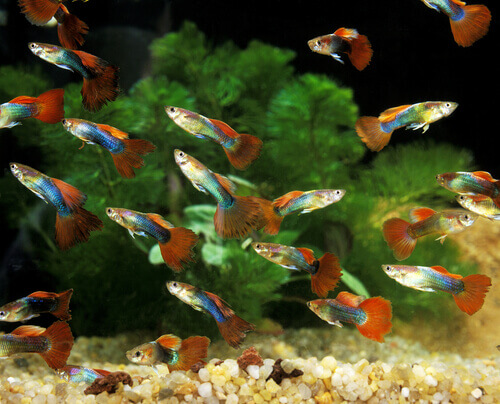 Overcrowding guppy fish 