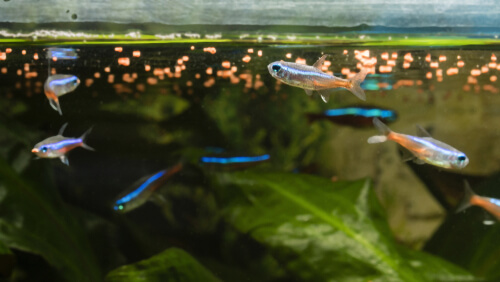 Overfeeding in neon tetra