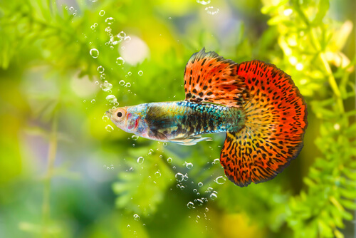 Caring for guppies in general