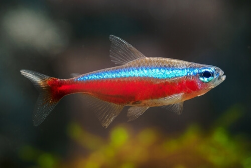 What factors cause neon tetras to give birth?