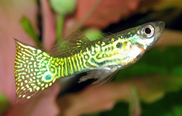 Protruding eyes of guppy fish