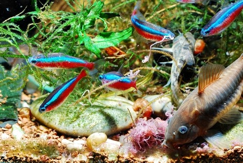 Cold water is not good for your neon tetra