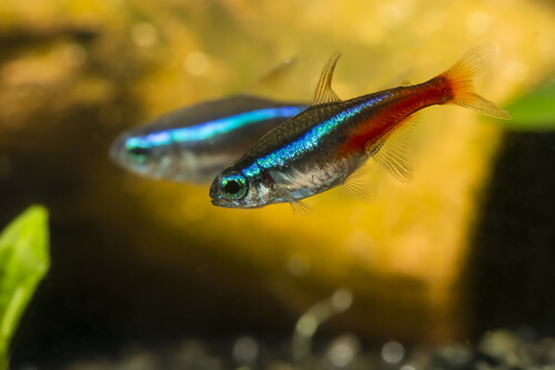 Sick neon tetras