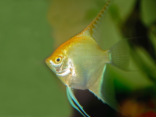 Quick care tips for angelfish