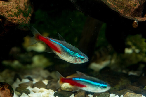 Stressed in neon tetra