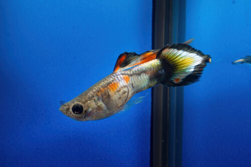 Guppy fish Swimming Upside Down