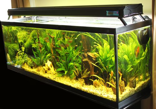 Tank conditions for guppy fish breeding