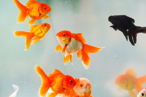 Goldfish turning black or white