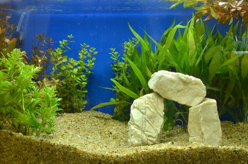 Water softness and acidity of koi angelfish tanks