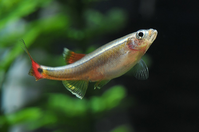 White Cloud Mountain Minnows