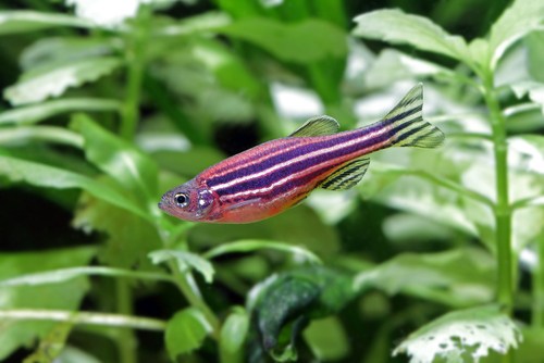 Zebra Danio