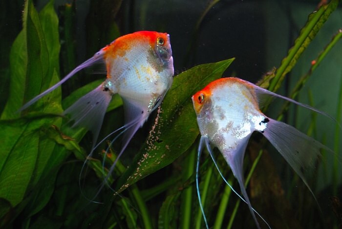 Breeding conditions of angelfish