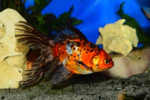 Read more about the article Why Is My Goldfish Losing Color (Turning Black Or White)?<span class="wtr-time-wrap after-title"><span class="wtr-time-number">7</span> min read</span>