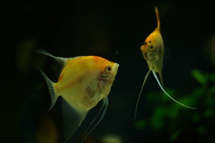 Angelfish mating process