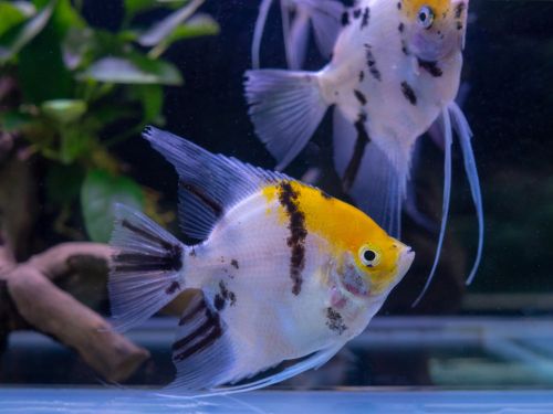 How to make your angelfish mate