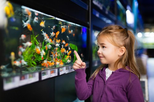 Goldfish tank mates