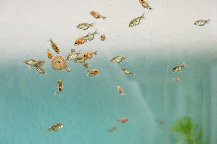 Caring for your goldfish fry