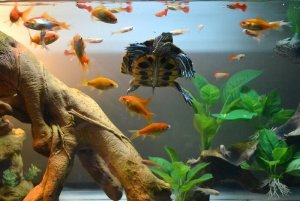 Read more about the article 10 Best Goldfish Tank Mates<span class="wtr-time-wrap after-title"><span class="wtr-time-number">9</span> min read</span>