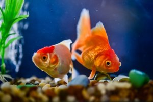 Read more about the article How Do Goldfish Mate?<span class="wtr-time-wrap after-title"><span class="wtr-time-number">6</span> min read</span>