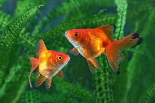 Goldfish mating behavior