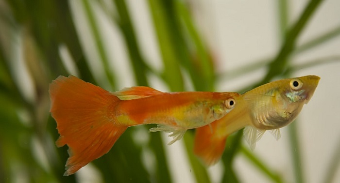 How long do guppies take to mate