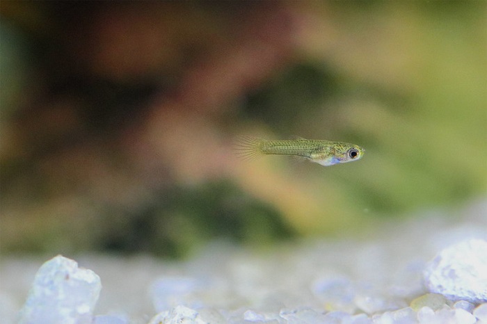 Caring for the guppy fry