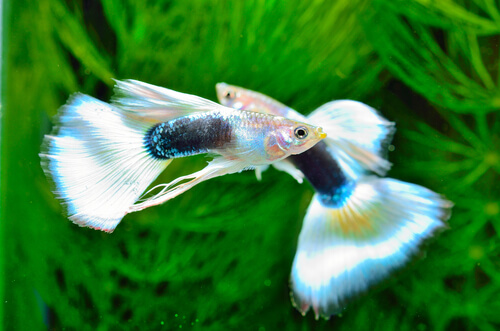 Guppy fish behavior before death