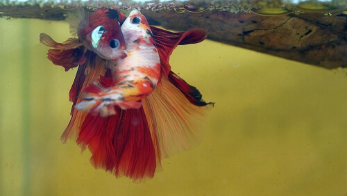 Male and female betta fish