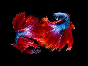 Read more about the article How Do Betta Fish Mate?<span class="wtr-time-wrap after-title"><span class="wtr-time-number">6</span> min read</span>