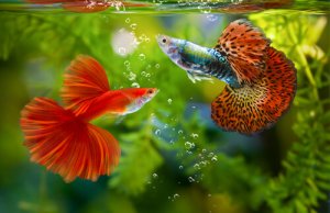 Read more about the article How Do Guppies Mate?<span class="wtr-time-wrap after-title"><span class="wtr-time-number">6</span> min read</span>