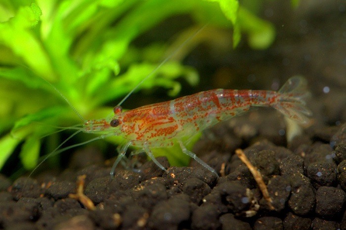 Cherry Shrimp