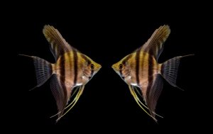 Read more about the article How Do Angelfish Mate?<span class="wtr-time-wrap after-title"><span class="wtr-time-number">6</span> min read</span>