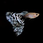 7 Reasons Why Is My Guppy Fish Not Eating?