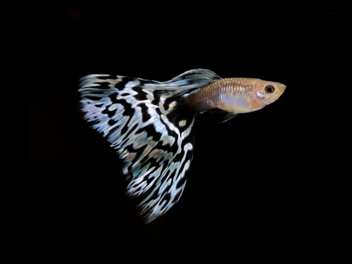 How long can guppy fish go without food