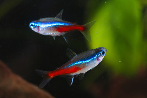 Factors cause neon tetras to become pregnant?