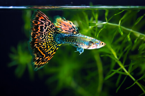 Temperament and behaviour of cobra guppies