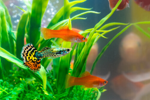 How to encourage your guppy’s natural behavior