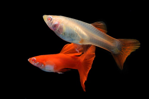 Cute guppy fish in tank