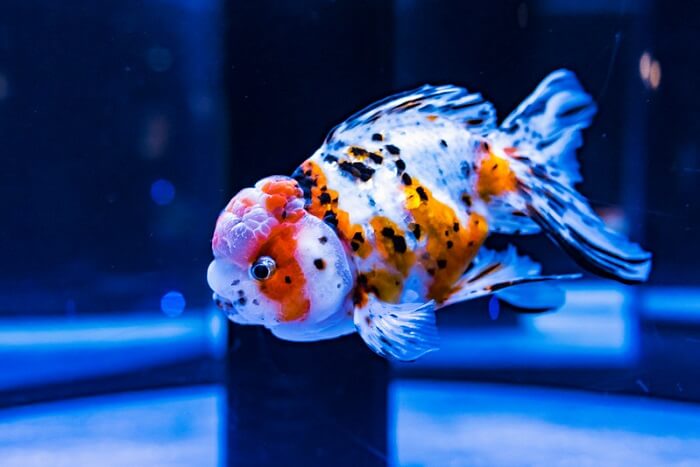 Lionhead ranchu goldfish