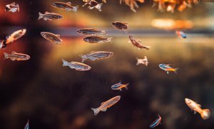 Read more about the article The Best Zebra Danio Tank Mates<span class="wtr-time-wrap after-title"><span class="wtr-time-number">5</span> min read</span>