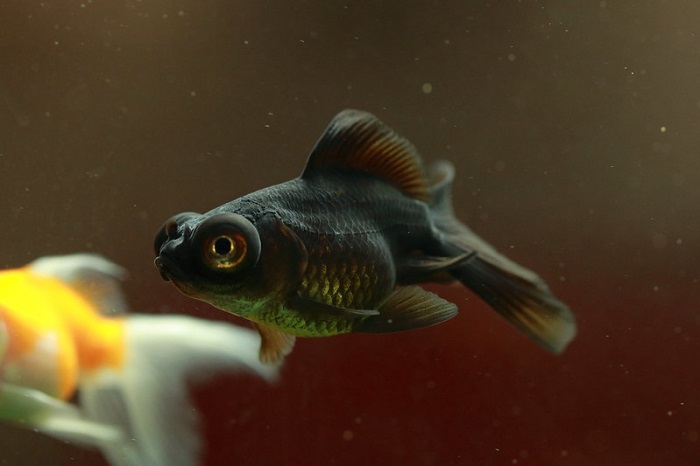 black moor goldfish changing color