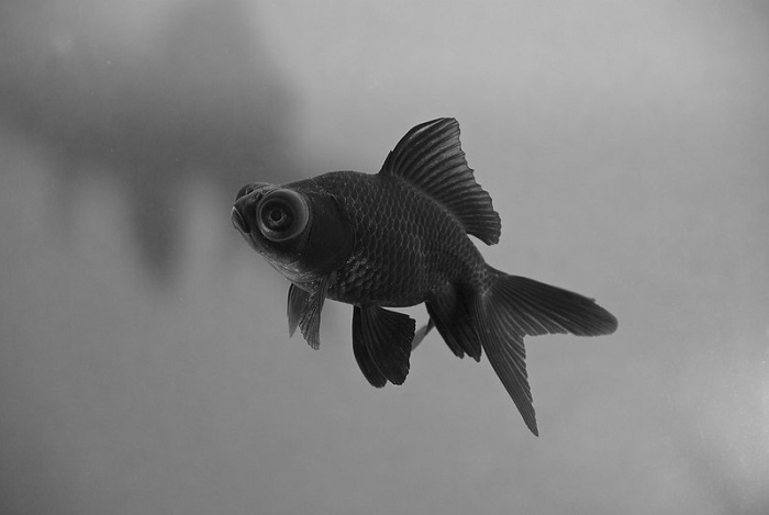 Black moor goldfish