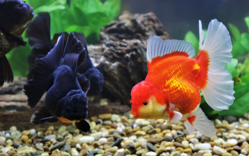 Black ranchu goldfish, fancy ranchu goldfish